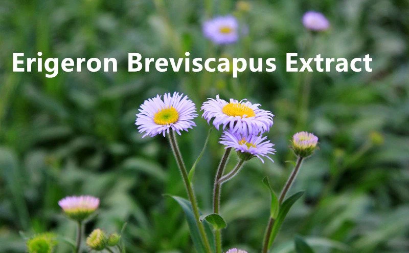 Erigeron Breviscapus Extract.png